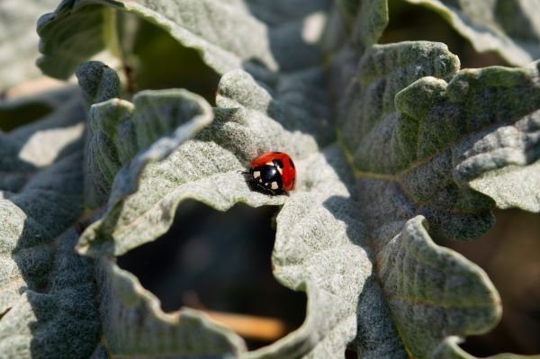 Organic Pest Control: Nature’s Balanced Approach to Guarding Your Garden