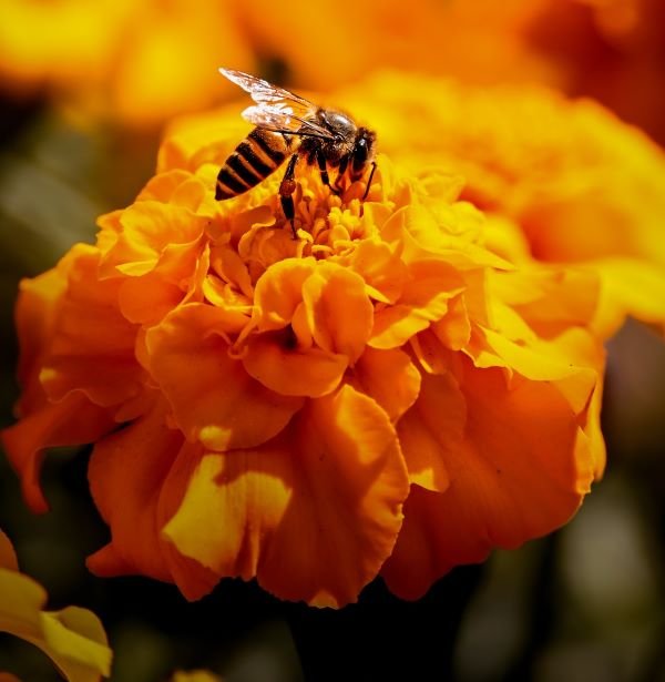 Cultivating a Buzzworthy Garden: The Importance of Attracting and Supporting Pollinators
