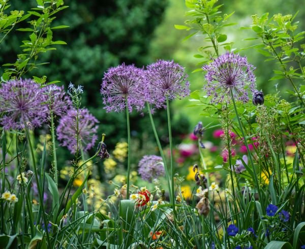 Organic Gardening: Nurturing Nature in Your Backyard