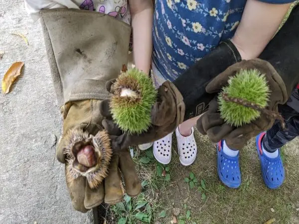 From Tree to Table: How My Son and Grandchildren Turned Backyard Chestnuts into Flour