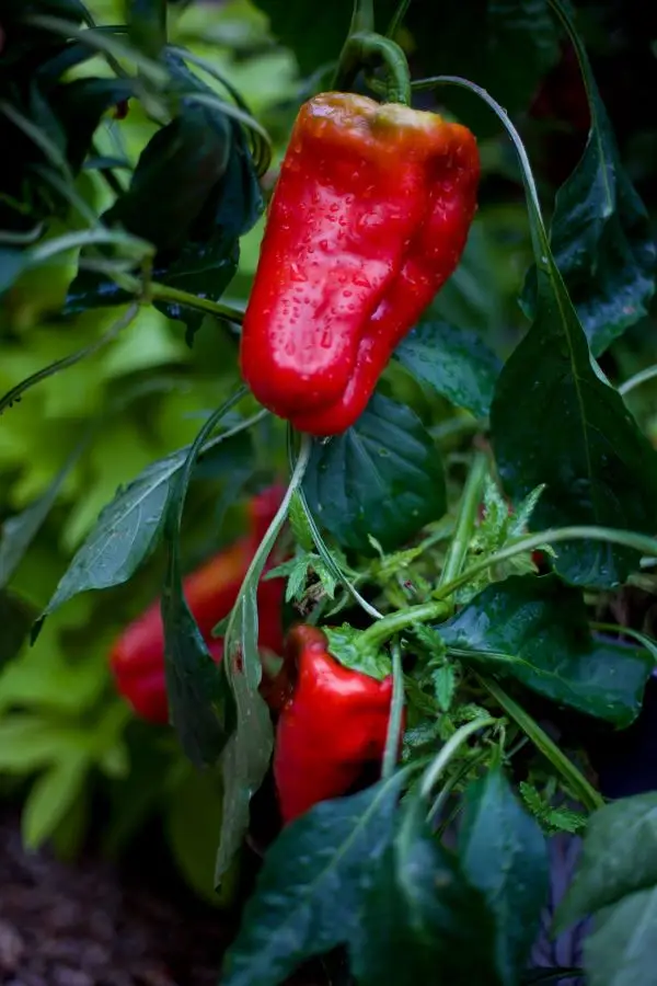 pepper plant with ripe peppers