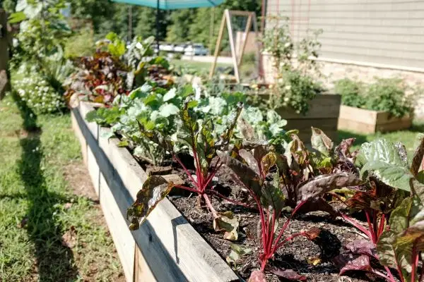 Raised Bed Garden