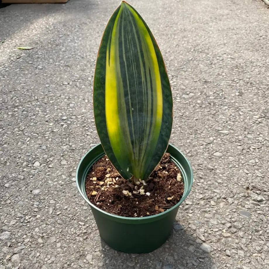Sansevieria Masoniana 'Whale Fin'