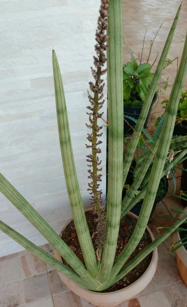 Sansevieria cylindrica