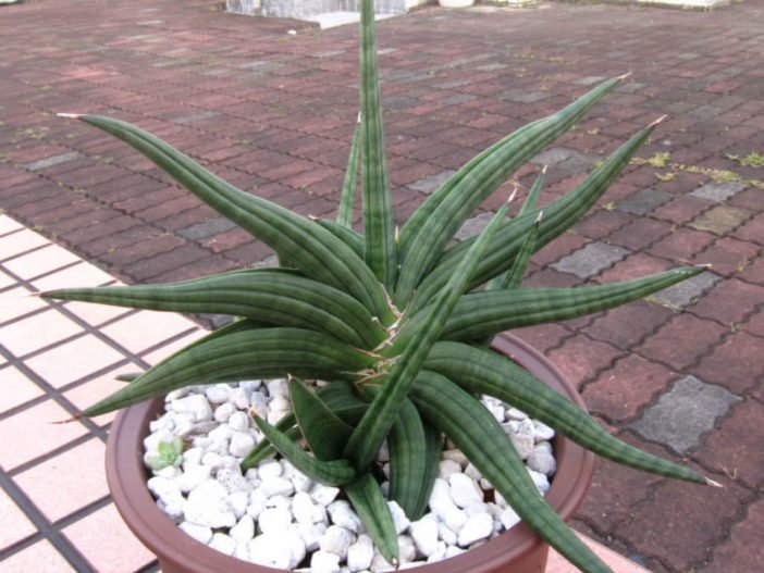 Sansevieria patens