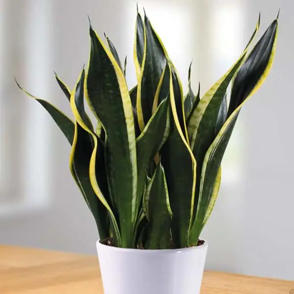 Sansevieria trifasciata 'Black Gold'