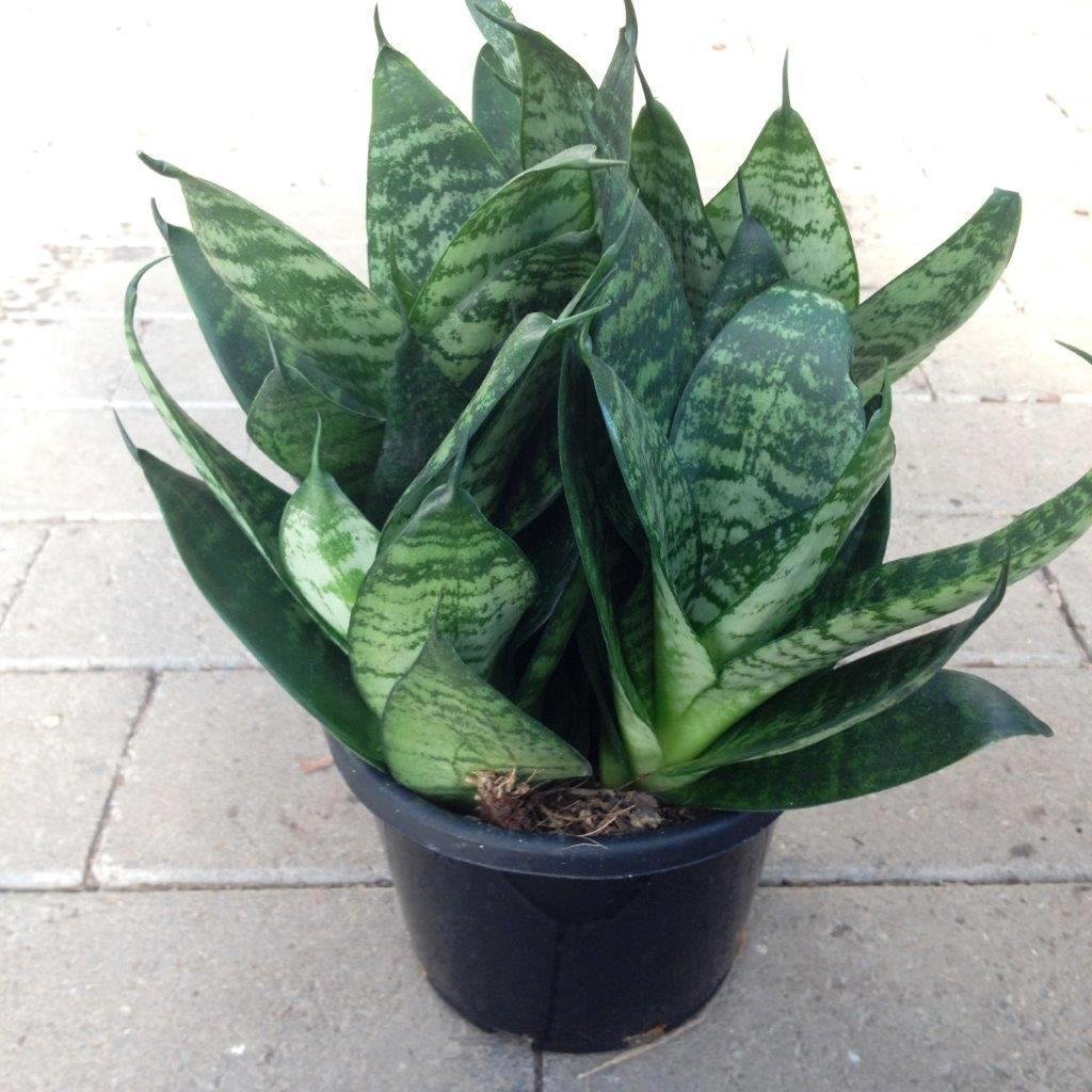 Sansevieria trifasciata 'Hahnii'