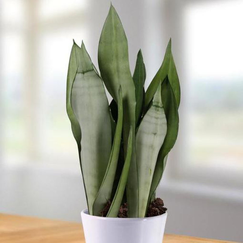 Sansevieria trifasciata 'Moonshine'