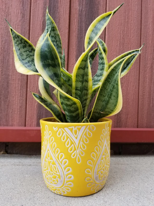Sansevieria trifasciata 'Twist'