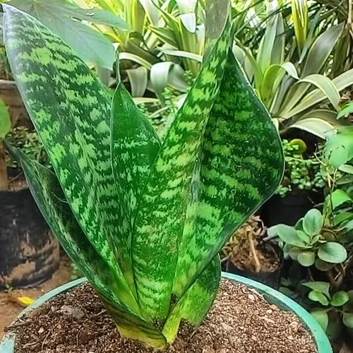 Sansevieria trifasciata 'Zeylanica'
