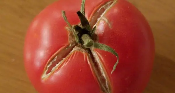 split tomato