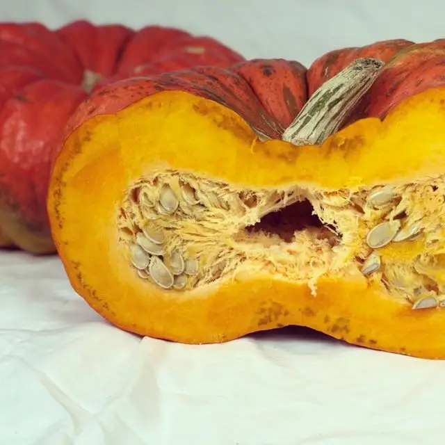 Cinderella Carriage Pumpkin