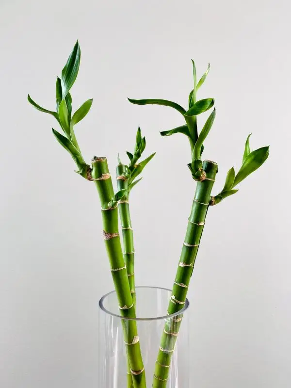 Lucky Bamboo