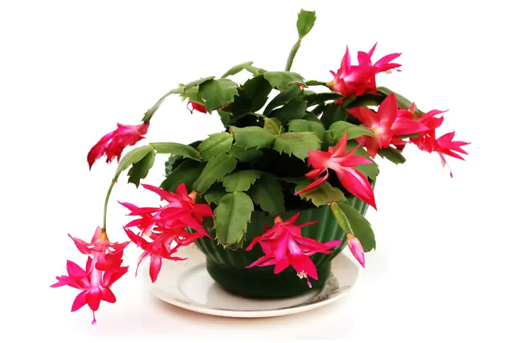 Christmas cactus