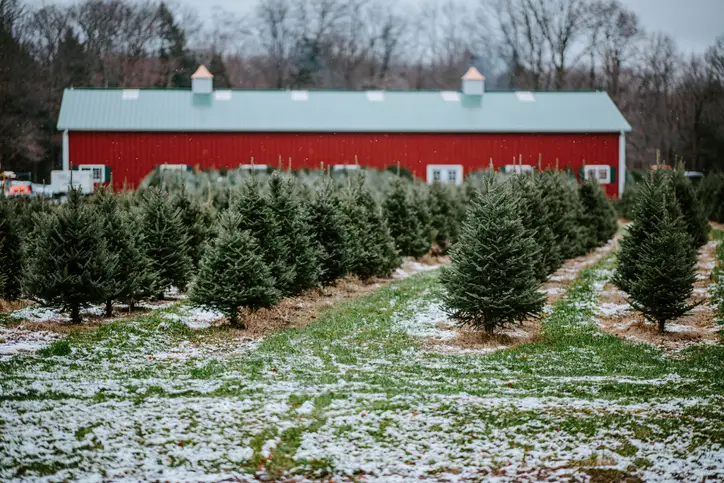 Christmas tree farm