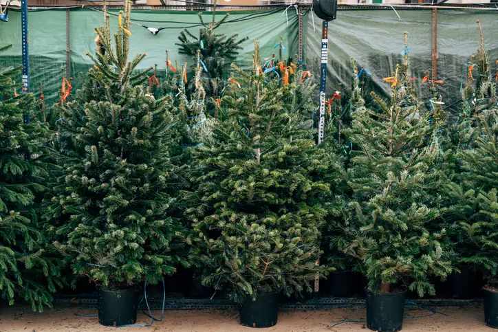 Growing Christmas Trees